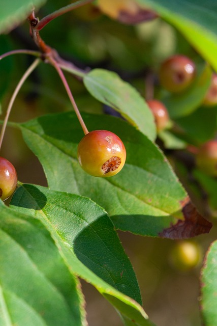 PG电子-PG电子官方网站-新疆站 - PG电子西藏站